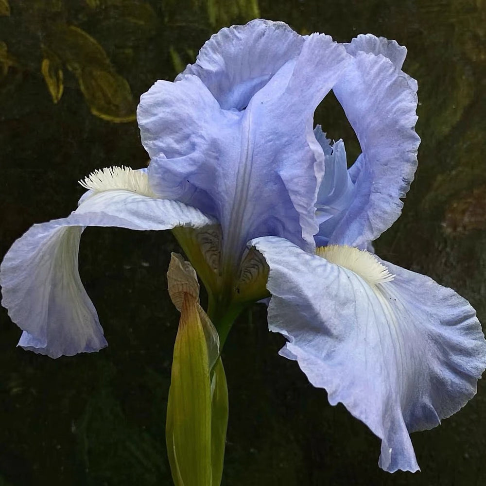 Velvet Iris — product view 5
