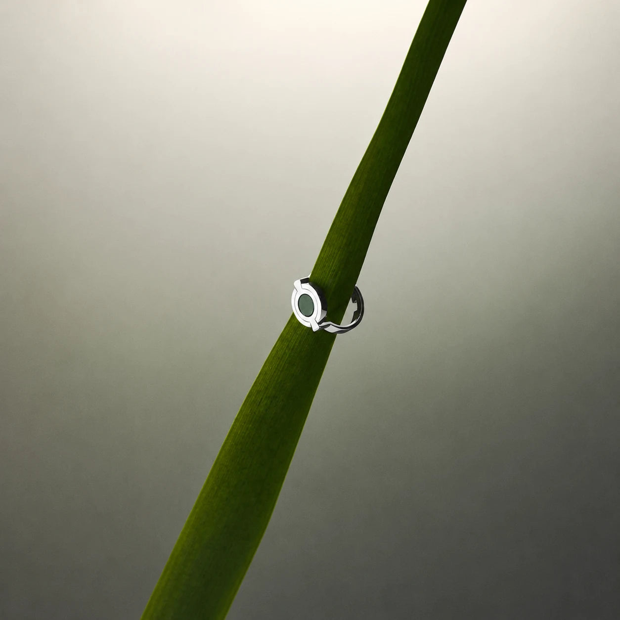 Silver ring on a green stem